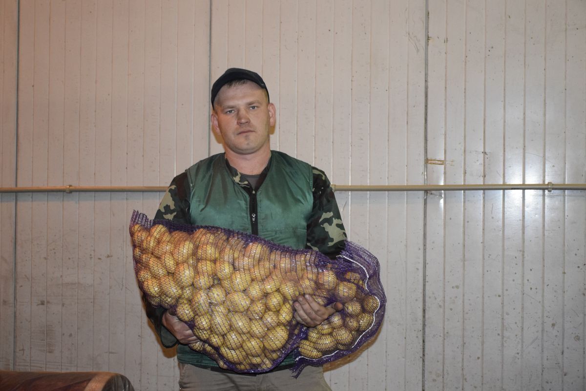 motol kartoshka 1