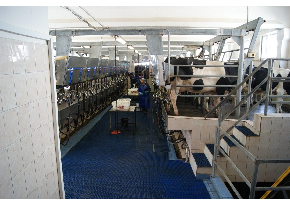 Motol Zhivotnovodstvo06
